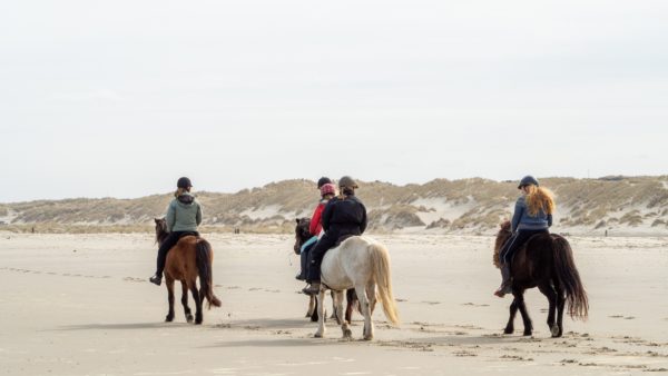 Heste på stranden